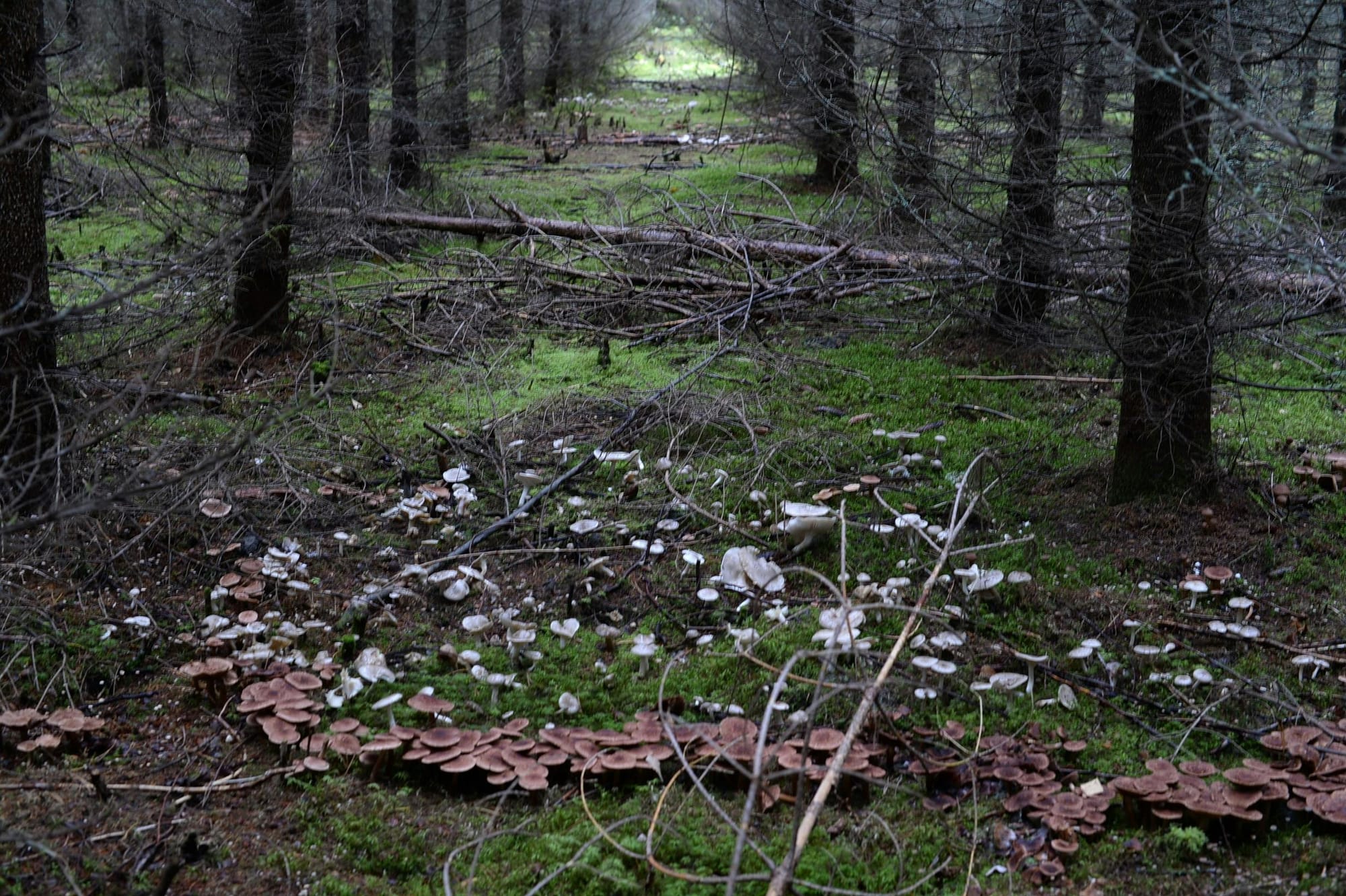 Fairy Ring Mushrooms