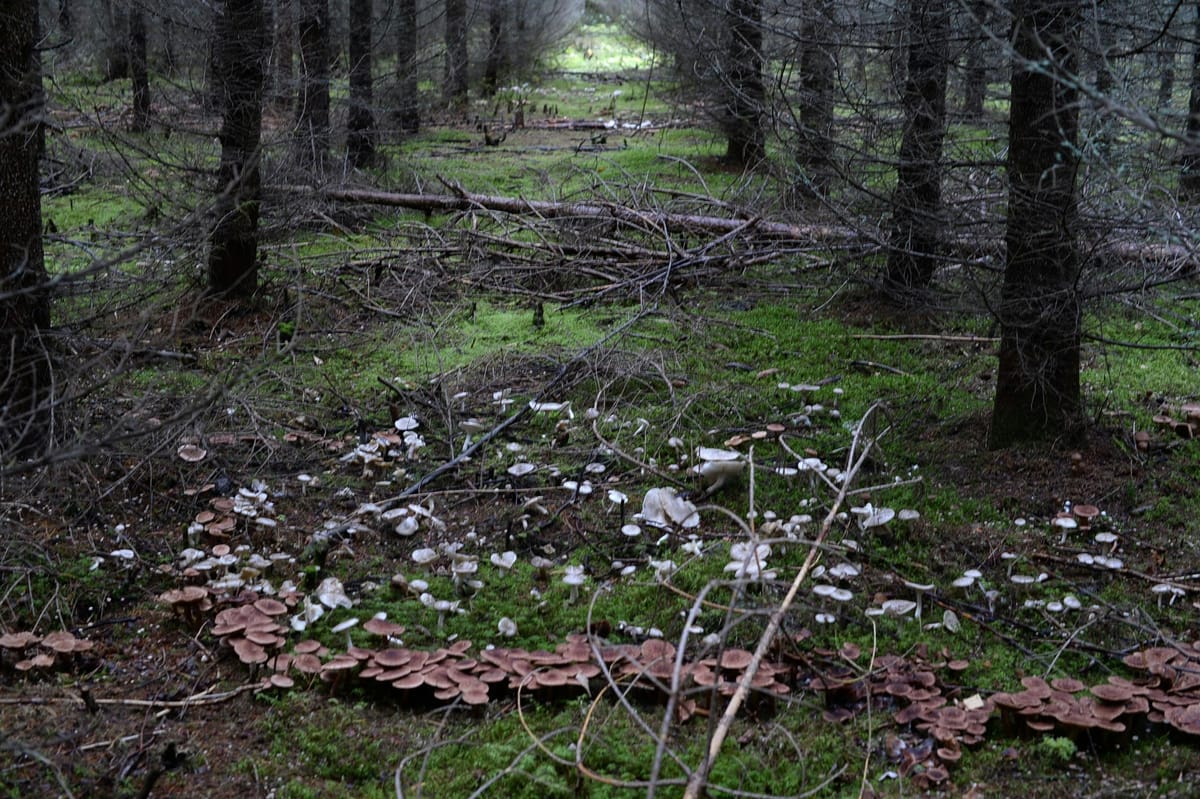 Fairy Ring Mushrooms
