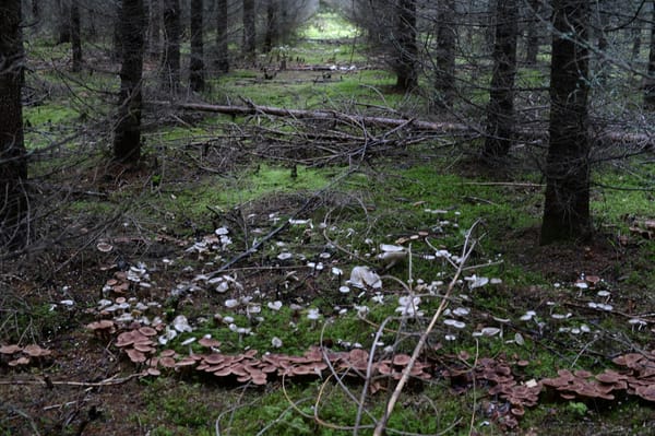 Fairy Ring Mushrooms